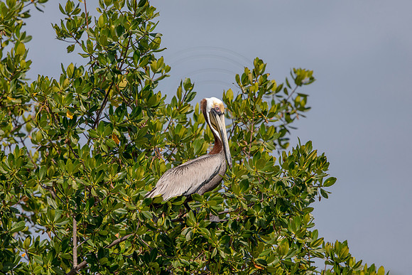 430 pelican (6F3A8740) April 15, 2021