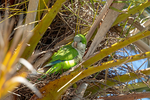 1209 monk parakeet (6F3A5230) April 18, 2021