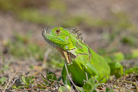 466 iguana (6F3A8938) April 15, 2021