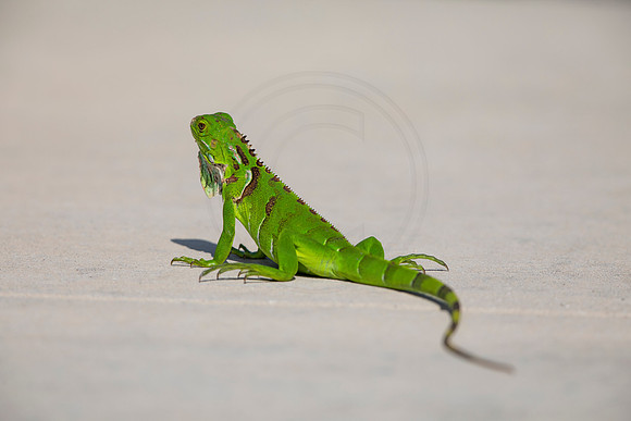 67 iguana (6F3A9182) April 15, 2021