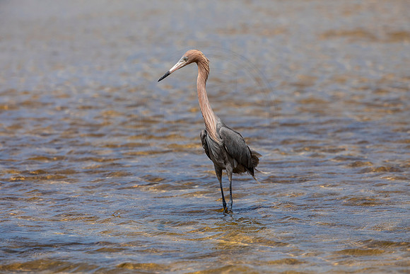 248 reddish egret (6F3A7286) April 15, 2021