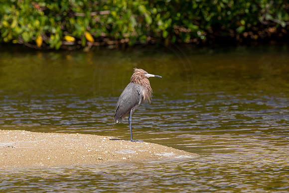 209 reddish egret (6F3A6967) April 15, 2021