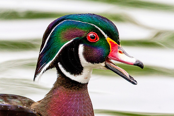 Wood Duck Drake