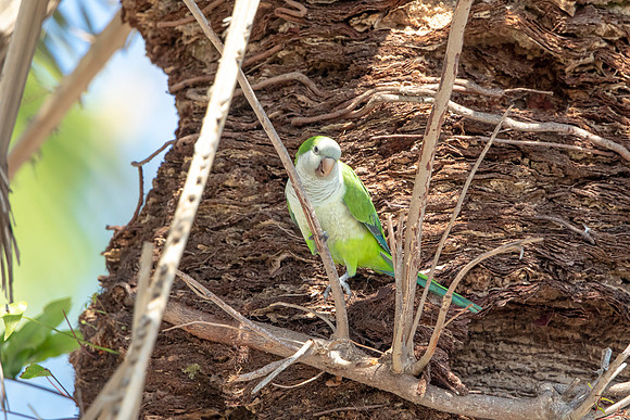 1229 monk parakeet (6F3A5762) April 18, 2021