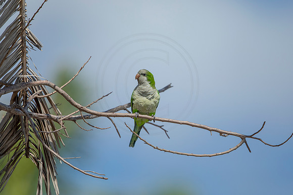 1228 monk parakeet (6F3A5741) April 18, 2021