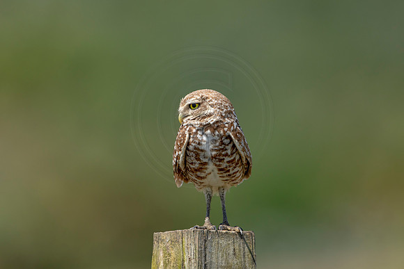 836 burrowing owl (6F3A2003) April 17, 2021