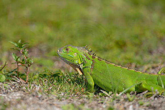 471 iguana (6F3A8950) April 15, 2021