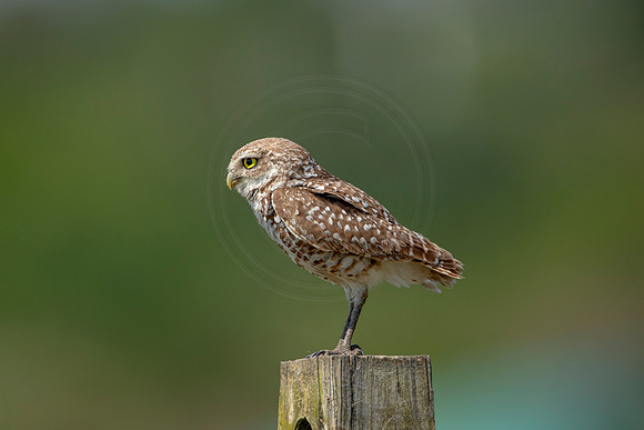 844 burrowing owl (6F3A2045) April 17, 2021