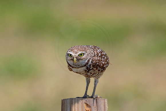 737 burrowing owl (6F3A1423) April 17, 2021