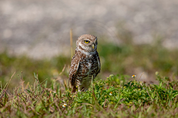 888 burrowing owl (6F3A2303) April 17, 2021