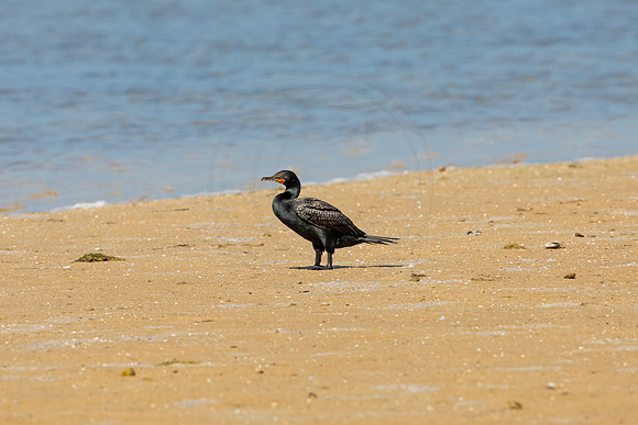 208 cormorant (6F3A6954) April 15, 2021