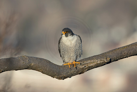 177 peregrine falcon (AF3A3137) March 7, 2021