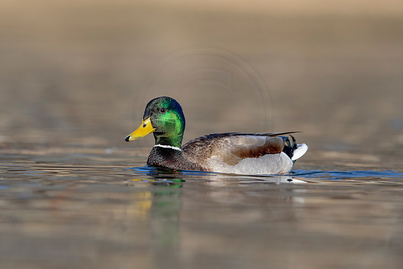 278 mallard (AF3A4508) March 20, 2021