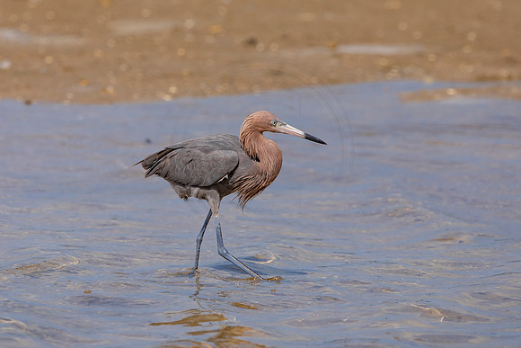 191 reddish egrets (6F3A6816) April 15, 2021