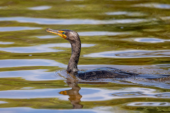 221 cormorant (6F3A7090) April 15, 2021