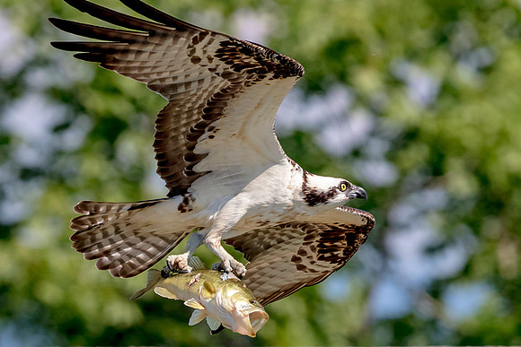 Osprey with a fish