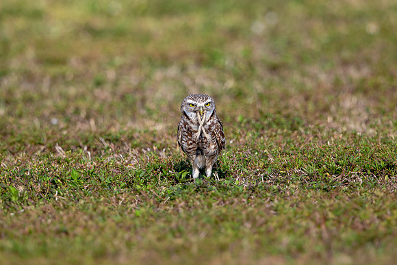 571 burrowing owl (6F3A0170) April 17, 2021
