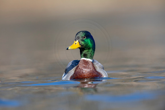 237 mallard (AF3A3636) March 13, 2021