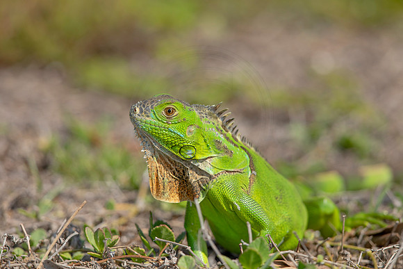 469 iguana (6F3A8944) April 15, 2021