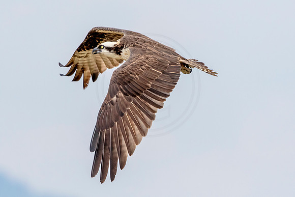 Osprey in Crown Point