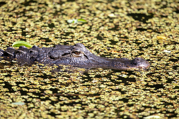 8 gator (6F3A9385) April 16, 2021