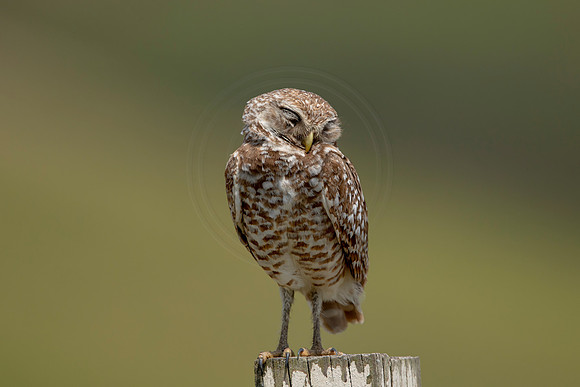 711 burrowing owl (6F3A1279) April 17, 2021