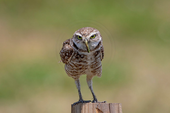 721 burrowing owl (6F3A1341) April 17, 2021