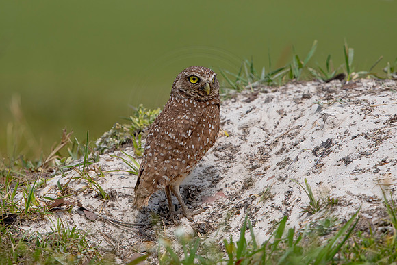 677 burrowing owl (6F3A1090) April 17, 2021