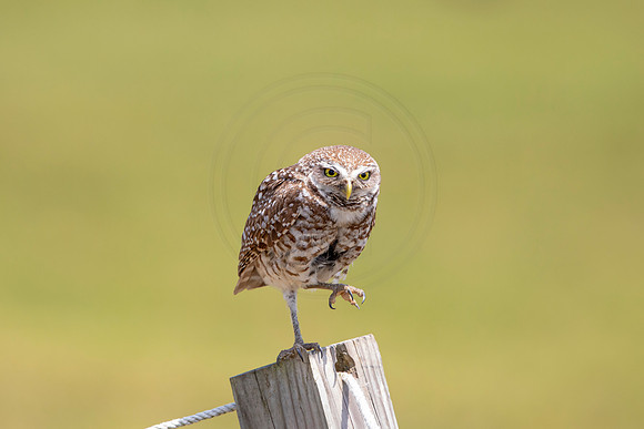 756 burrowing owl (6F3A1519) April 17, 2021