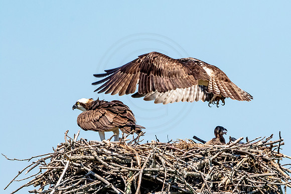 Osprey in Crown Point
