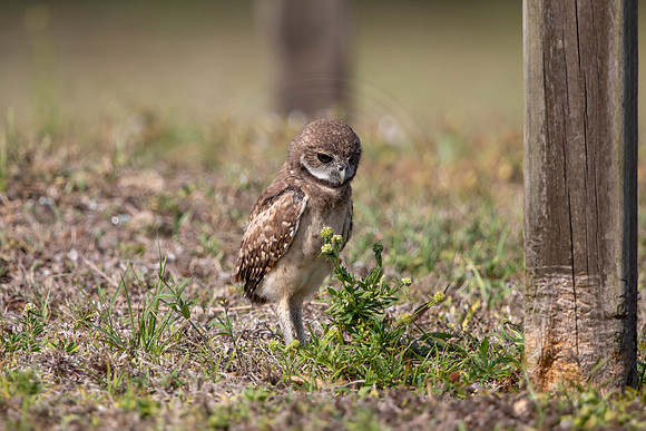 1249 burrowing owl (6F3A5939) April 18, 2021