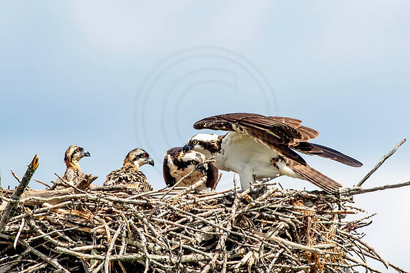 Osprey in Crown Point