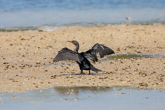 263 cormorant (6F3A7473) April 15, 2021