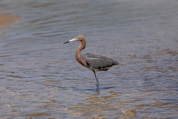 203 reddish egret (6F3A6885) April 15, 2021