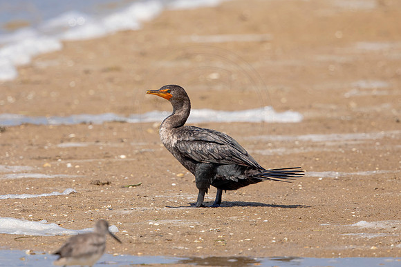 232 cormorant (6F3A7196) April 15, 2021
