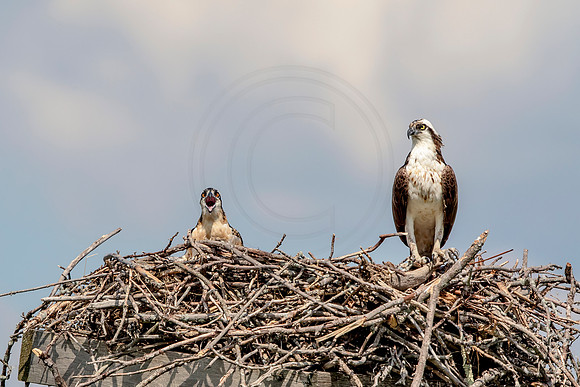 Osprey in Crown Point