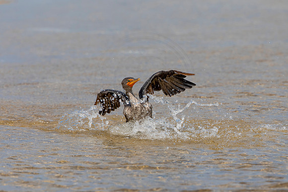 256 cormorant (6F3A7311) April 15, 2021