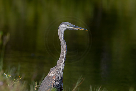 1091 gbh (6F3A4030) April 18, 2021