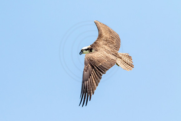 Osprey in Crown Point