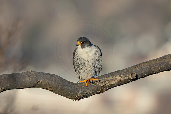 178 peregrine falcon (AF3A3138) March 7, 2021