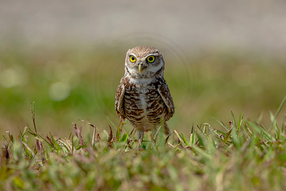 861 burrowing owl (6F3A2116) April 17, 2021