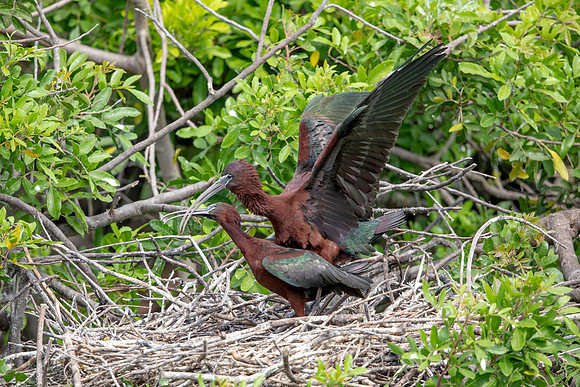 1154 glossy ibis (6F3A4687) April 18, 2021