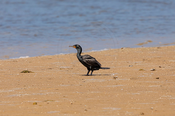 207 cormorant (6F3A6947) April 15, 2021
