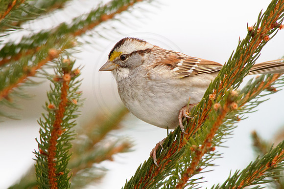 A sparrow