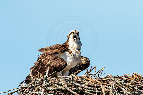 Osprey in Crown Point