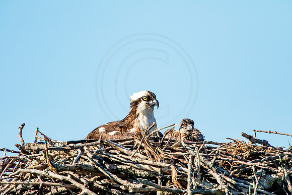 Osprey in Crown Point