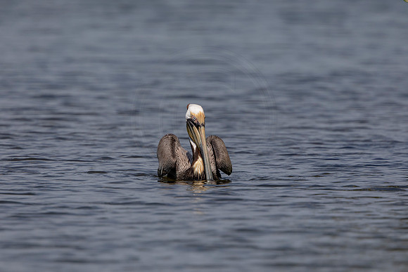 444 pelican (6F3A8829) April 15, 2021