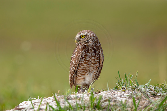 681 burrowing owl (6F3A1119) April 17, 2021