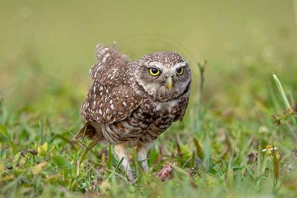 599 burrowing owl (6F3A0375) April 17, 2021