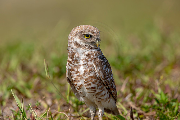 874 burrowing owl (6F3A2215) April 17, 2021